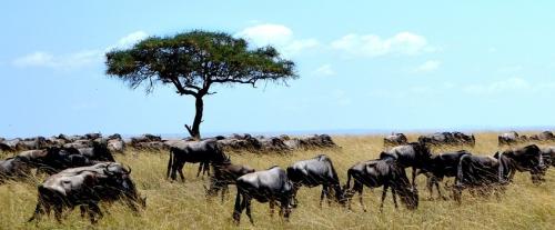 2-Days-Tarangire-Ngorongoro-Crater-Safari-Ngomi-Adventures-Copy
