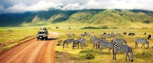 7-Days-Tanzania-Private-Luxury-Safari-Tours-Tanzania-Best-Tour-Company-Copy