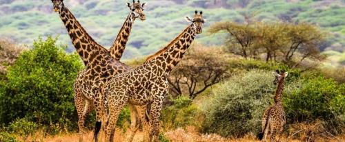 8-Days-Tanzania-Budget-Safari-ngomi-safaris-Copy