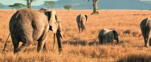 Tanzania-Safaris-Tours-Operators-Copy