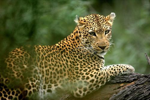 Tanzania SouthSelousGameReserve AzuraSelousWildlifeLeopard