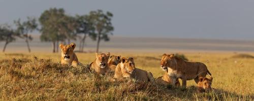lions-serengeti